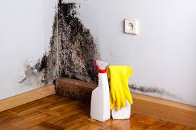  Winchester, MO Mold Removal & Remediation Pros